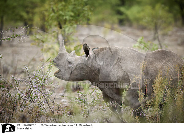 Spitzmaulnashorn / black rhino / JR-06700