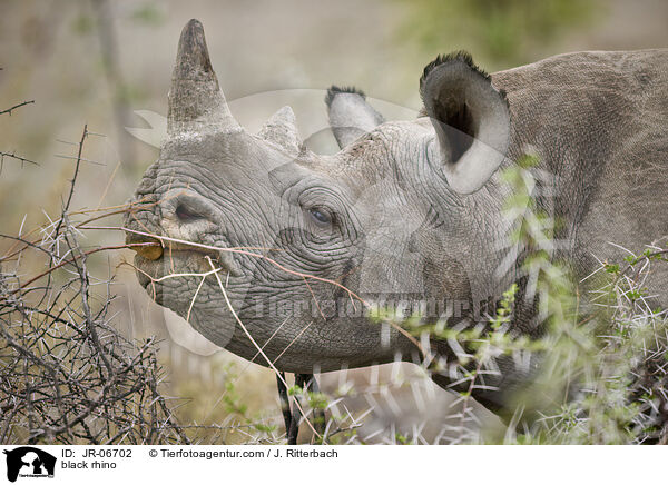 Spitzmaulnashorn / black rhino / JR-06702