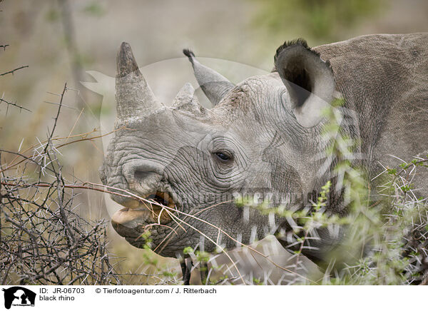 Spitzmaulnashorn / black rhino / JR-06703