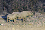 black rhinos