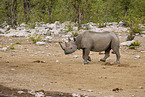 black rhino