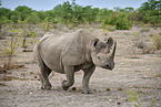 black rhino