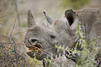 black rhino