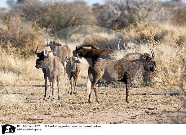 Weischwanzgnus / white-tailed gnus / MBS-06172