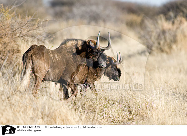 Weischwanzgnus / white-tailed gnus / MBS-06179