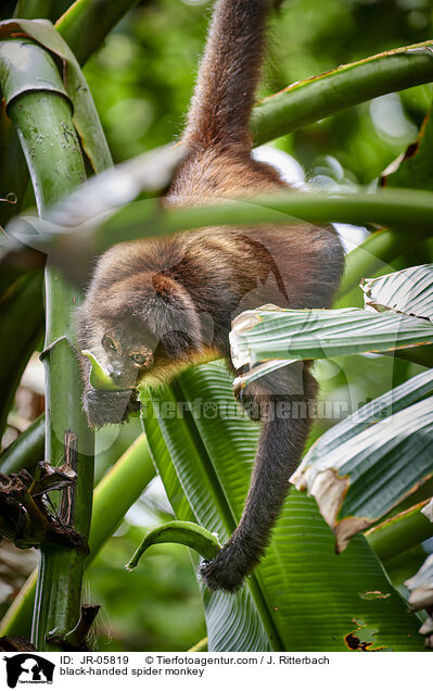 black-handed spider monkey / JR-05819