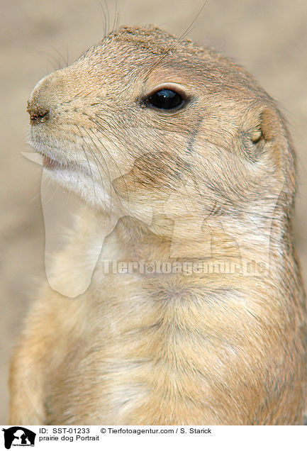 prairie dog Portrait / SST-01233