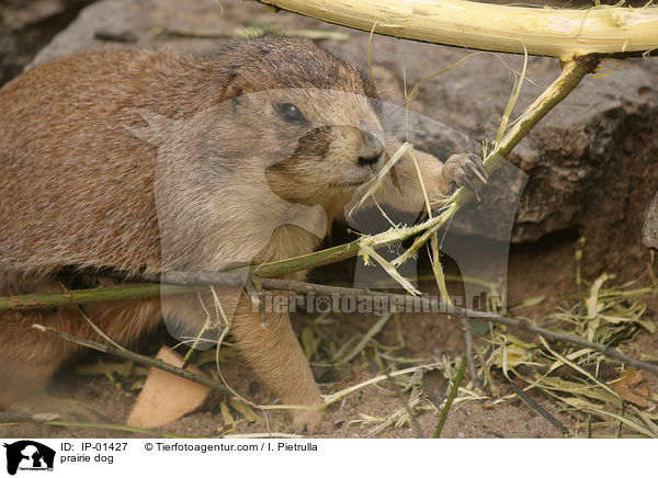 Prriehund / prairie dog / IP-01427