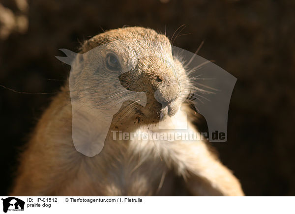 prairie dog / IP-01512