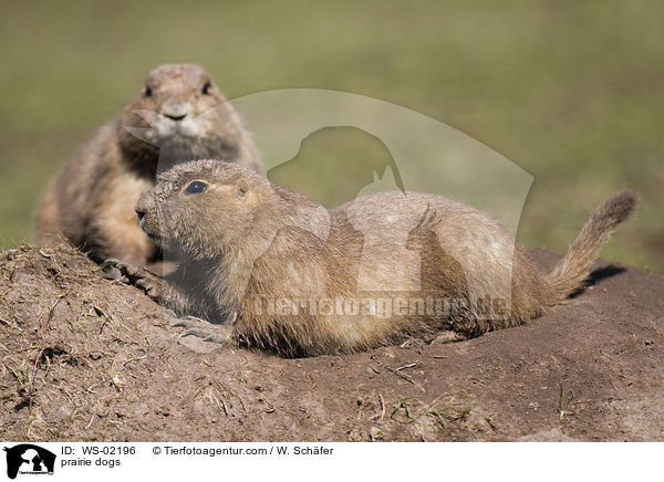 Prriehunde / prairie dogs / WS-02196