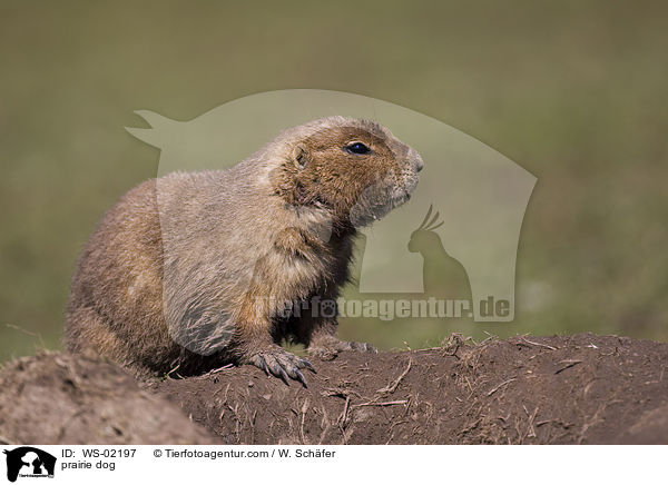 prairie dog / WS-02197