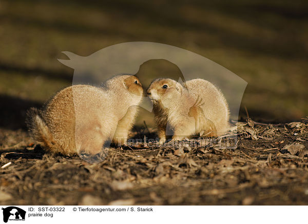 Prriehund / prairie dog / SST-03322