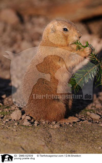 young prairie dog / DMS-02509