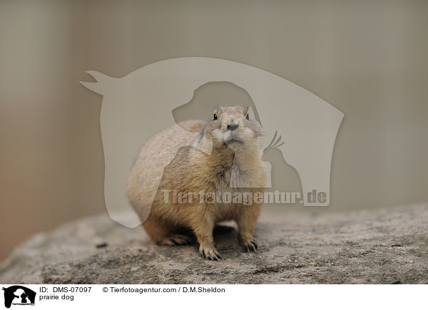 prairie dog / DMS-07097