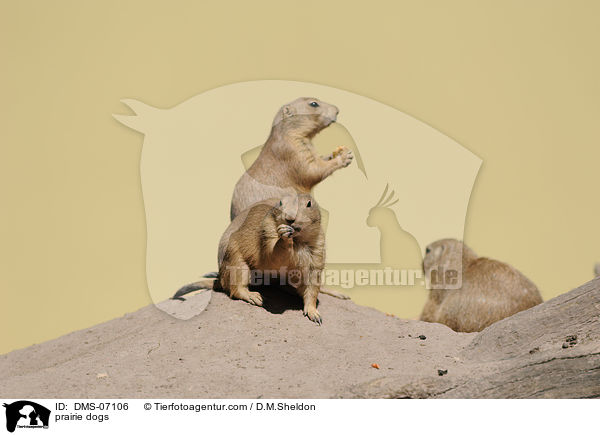 prairie dogs / DMS-07106