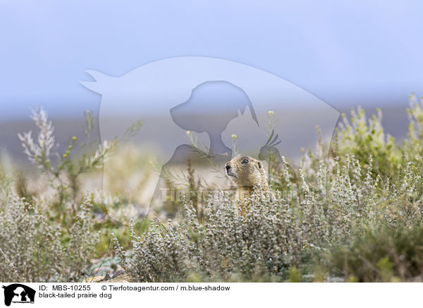 black-tailed prairie dog / MBS-10255