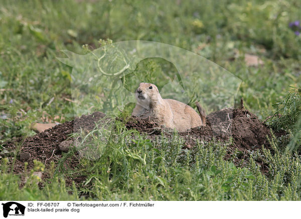 black-tailed prairie dog / FF-06707