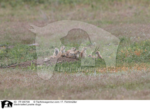 Schwarzschwanz-Prriehunde / black-tailed prairie dogs / FF-06708
