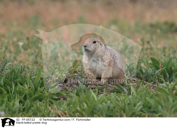 black-tailed prairie dog / FF-06722