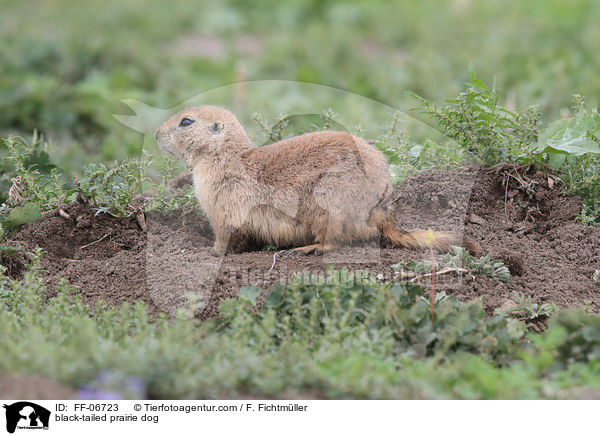 black-tailed prairie dog / FF-06723