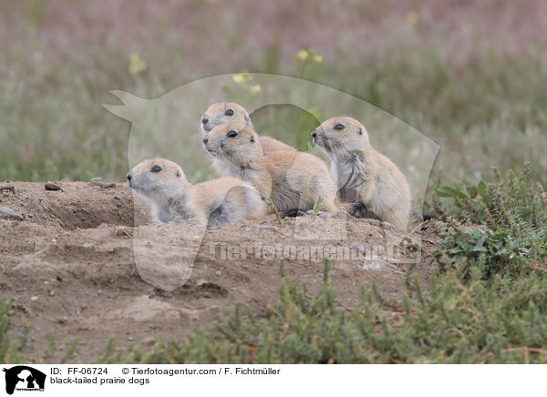 Schwarzschwanz-Prriehunde / black-tailed prairie dogs / FF-06724