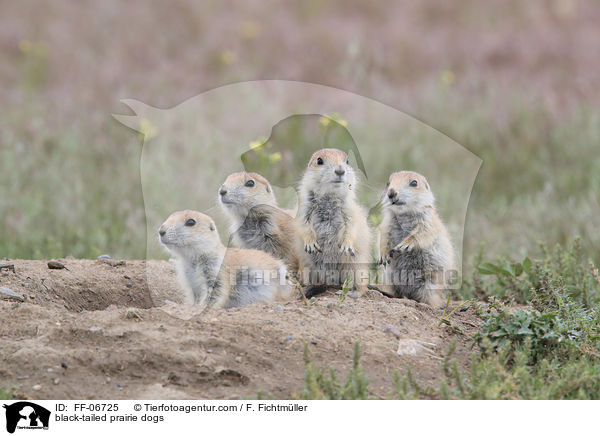 black-tailed prairie dogs / FF-06725