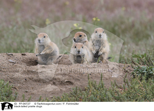 black-tailed prairie dogs / FF-06727