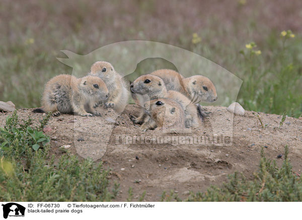 Schwarzschwanz-Prriehunde / black-tailed prairie dogs / FF-06730