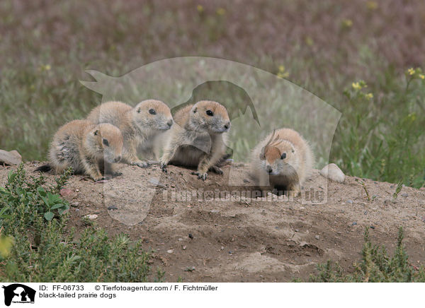 Schwarzschwanz-Prriehunde / black-tailed prairie dogs / FF-06733