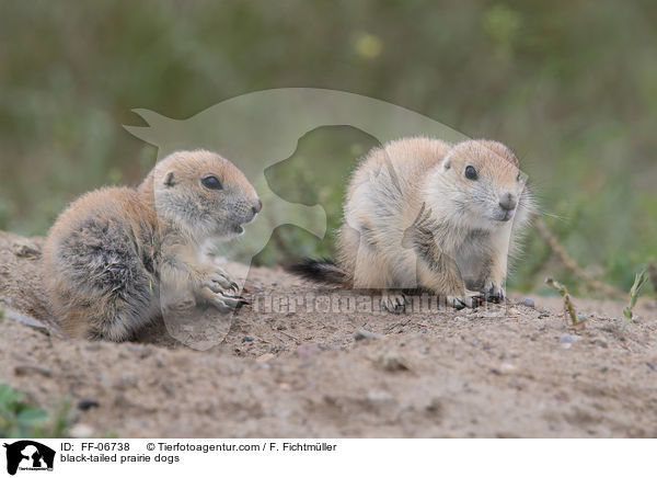 Schwarzschwanz-Prriehunde / black-tailed prairie dogs / FF-06738