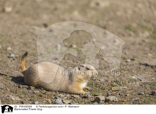 Black-tailed Prairie Dog / PW-08589