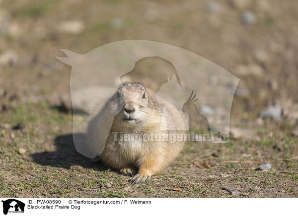 Black-tailed Prairie Dog / PW-08590