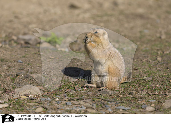 Black-tailed Prairie Dog / PW-08594