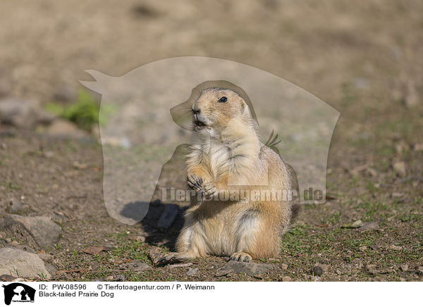 Schwarzschwanz-Prriehund / Black-tailed Prairie Dog / PW-08596
