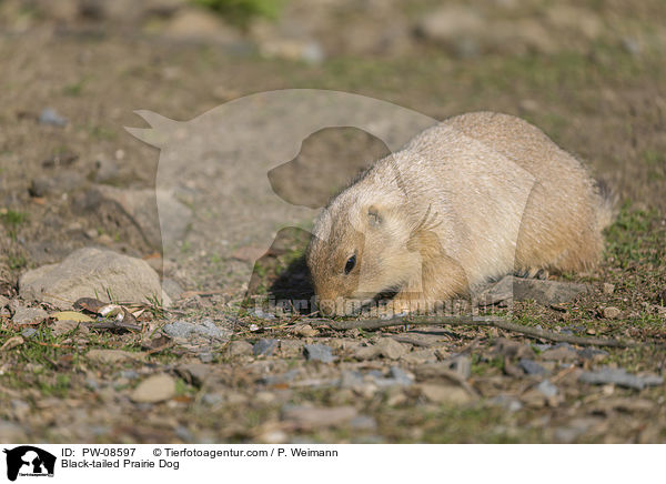 Schwarzschwanz-Prriehund / Black-tailed Prairie Dog / PW-08597