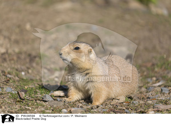 Schwarzschwanz-Prriehund / Black-tailed Prairie Dog / PW-08598