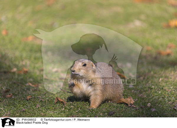 Black-tailed Prairie Dog / PW-08602