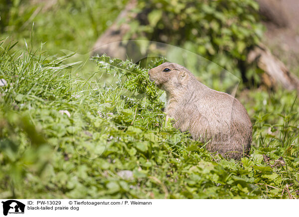 Schwarzschwanz-Prriehund / black-tailed prairie dog / PW-13029