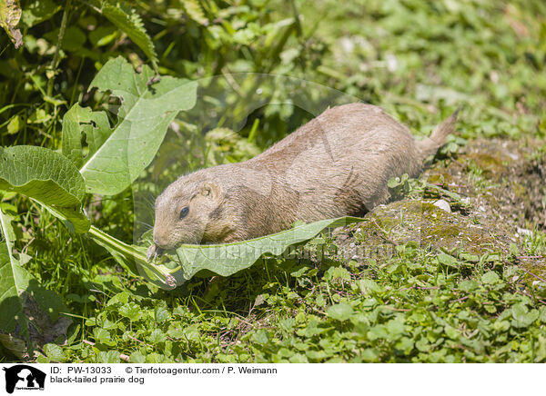 black-tailed prairie dog / PW-13033