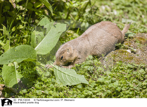 black-tailed prairie dog / PW-13035