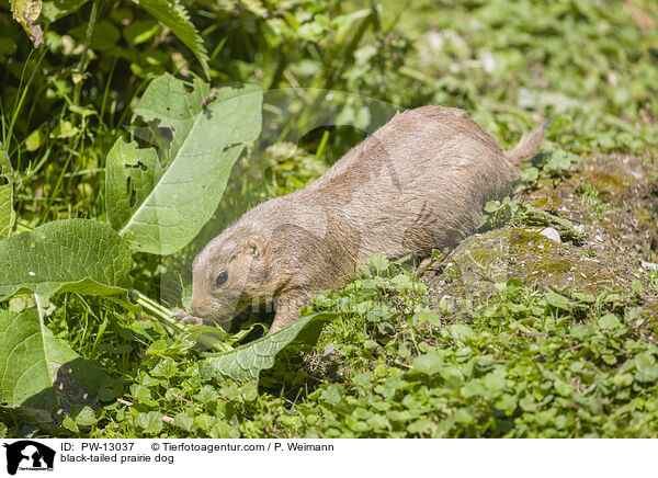 black-tailed prairie dog / PW-13037