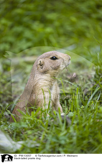 black-tailed prairie dog / PW-13057