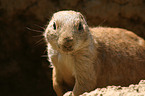 prairie dog