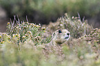 black-tailed prairie dog