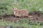 black-tailed prairie dog