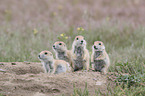 black-tailed prairie dogs