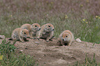 black-tailed prairie dogs