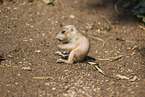 black-tailed prairie dog