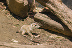 black-tailed prairie dog