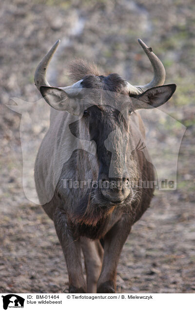 Streifengnu / blue wildebeest / BM-01464
